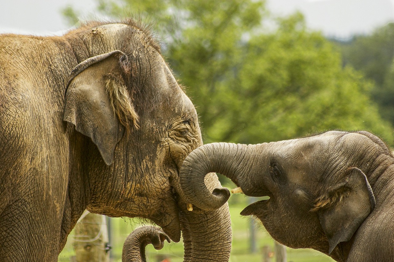 baby-elephant-5126326_1280 baby-elephant-5126326_1280