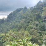 Yayasan AGC Dampingi Tiga MHA Perkuat Kelembagaan dan Usaha Masyarakat Dalam Pengelolaan Hutan Adat Hutan_Aceh_AGC