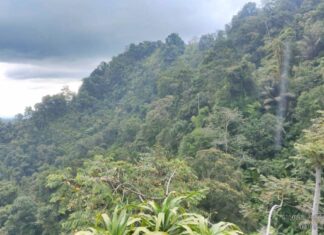Yayasan AGC Dampingi Tiga MHA Perkuat Kelembagaan dan Usaha Masyarakat Dalam Pengelolaan Hutan Adat Hutan_Aceh_AGC
