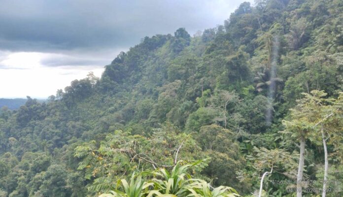 Hutan_Aceh_AGC Hutan_Aceh_AGC