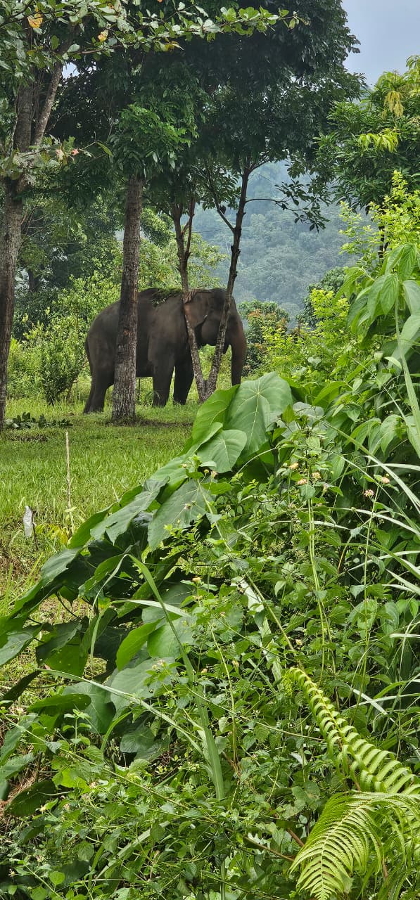 Yayasan Aceh Green Conservation (AGC) Dampingi Perempuan Korban Interaksi Negatif Gajah - Manusia