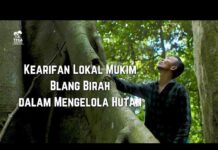 Dari Pembalak Liar Jadi Penjaga Rimba: Kisah Hutan Adat Mukim Blang Birah Aceh
